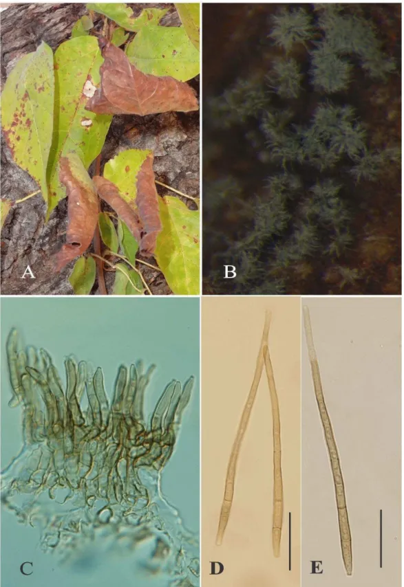 Fig.  6:  Passalora  macfadyenae  on  Dolichandra  unguis-cati.A.  Leaf  blight.B.Tufts  of  