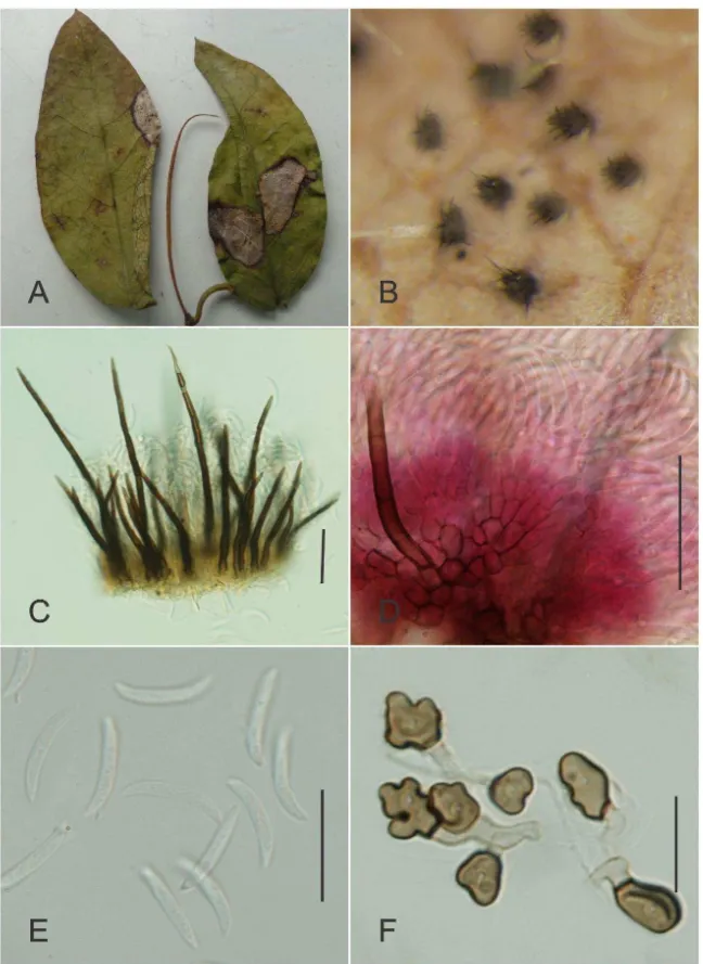 Fig.  7:  Colletotrichum  dematium  on  Dolichandra  unguis-cati.A.  Antracnosesymptons