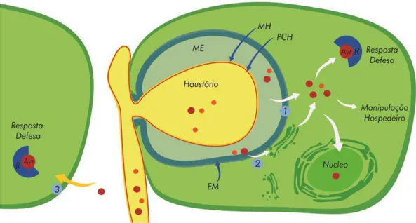 Figura  5.  A  interface  haustório-hospedeiro.  Esquema  do  haustório  em  uma  célula  do  cafeeiro mostrando a membrana extra-haustorial (ME), extracelular (EM) e a matriz haustorial  (MH)