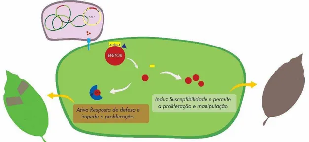Figura  6.  Representação  esquemática  da  translocação  de  proteínas  efetoras  no  citoplasma da da célula vegetal mediada pelo vetor pEDV