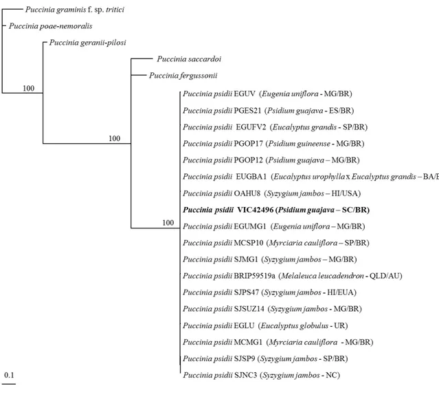 FIGURE  1  -  Bayesian  tree  resulting  from  combined  analysis  of  transcription  elongation  factor  EF1- α, β-tubulin and  ITS sequences for Puccinia  psidii  samples,  including  the  epitype  specimen  VIC42496  (bold  font)