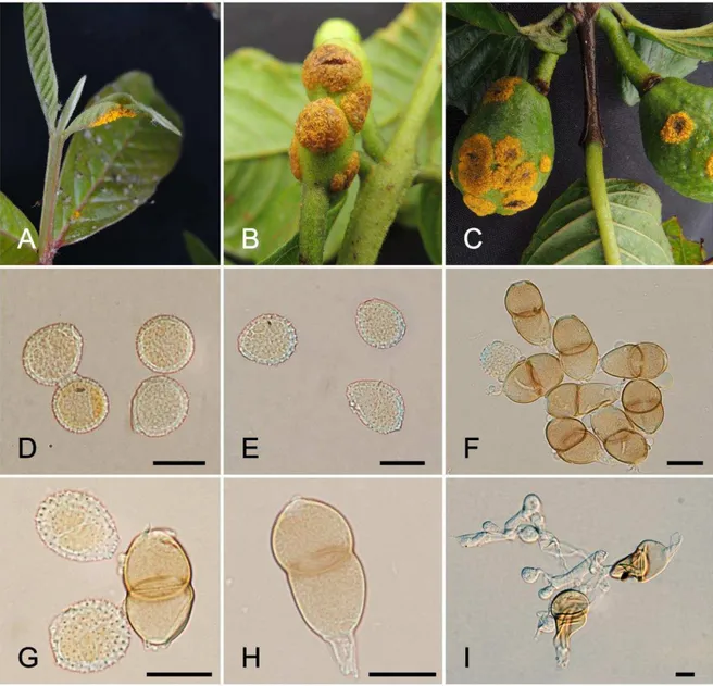 FIGURE  2  -  Puccinia  psidii  (epitype  – VIC42496). A-C.  Leaves, buds and fruits  infected  with  P