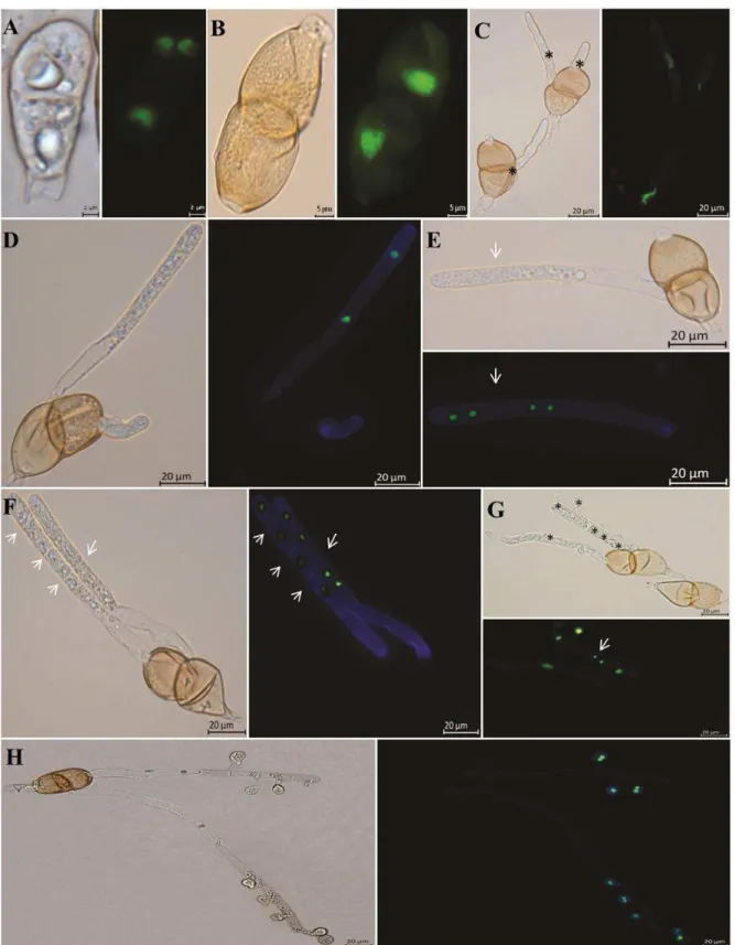 Figure  1  -  Light  and  fluorescence  microscopy  showing  the  process  of  nuclear  migration  from  germination  of  teliospores  until  the  formation  of  basidiospores  of  Puccinia  psidii;  A