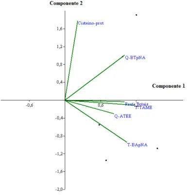 Figura  5.  Análises  de  componentes  principais  (ACP)  para  as  variáveis  analisadas  (Tripsina- (Tripsina-like, quimotripsina-(Tripsina-like, cisteíno-proteases e proteases totais) em Leucoptera coffeella  (Guérin-Mèneville,  1842)  (Lepidoptera:  Ly