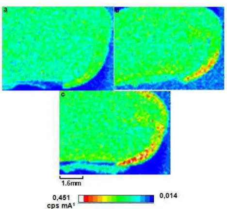 Figura 3. Localização do Zn no grão de feijão, em amostras que tiveram o teor  em  média,  22;  61  e  89  mg  kg -1   de  Zn  (a,  b  e  c,  respectivamente);  cps  -   contagem dos fótons que chegam ao detector por segundo; m A -1  – intensidade  da  cor