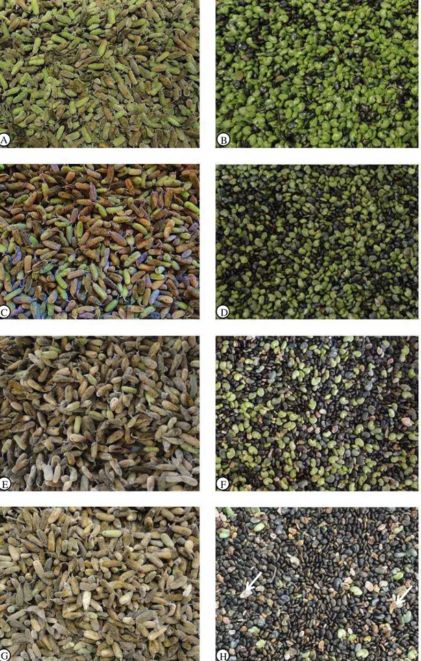 Figura  2. Caracterização visual das  vagens (à esquerda)  e das sementes  (à direita)  de  Crotalaria juncea  colhidas com 40% de vagens secas (A-B), 60% de vagens secas (C-D), 80% de vagens secas (E-F) e 100%  de vagens secas (G-H)