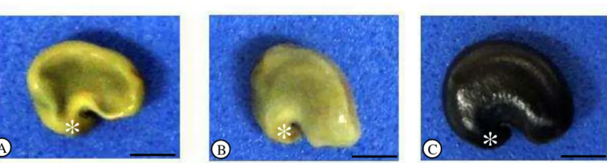 Figura 3. Sementes de Crotalaria juncea encontradas em cada grupo, segundo o estádio de maturação