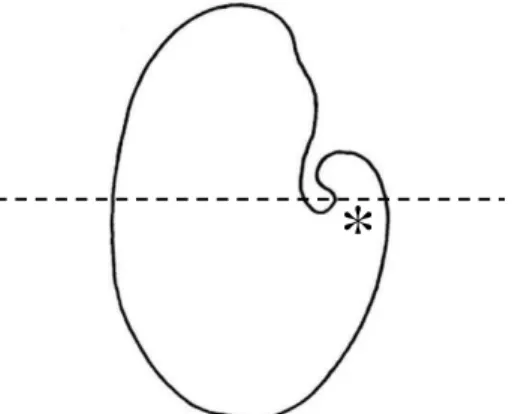 Figura 4. Esquema da semente inteira de Crotalaria juncea, mostrado a localização do corte transversal