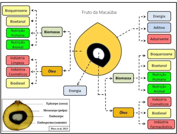 Figura  4.  Esquema  de  aproveitamento  das  partes  do  fruto  da  macaúba  e  as  respectivas  aplicações dos co-produtos após o processamento (adaptado de Melo, 2012)