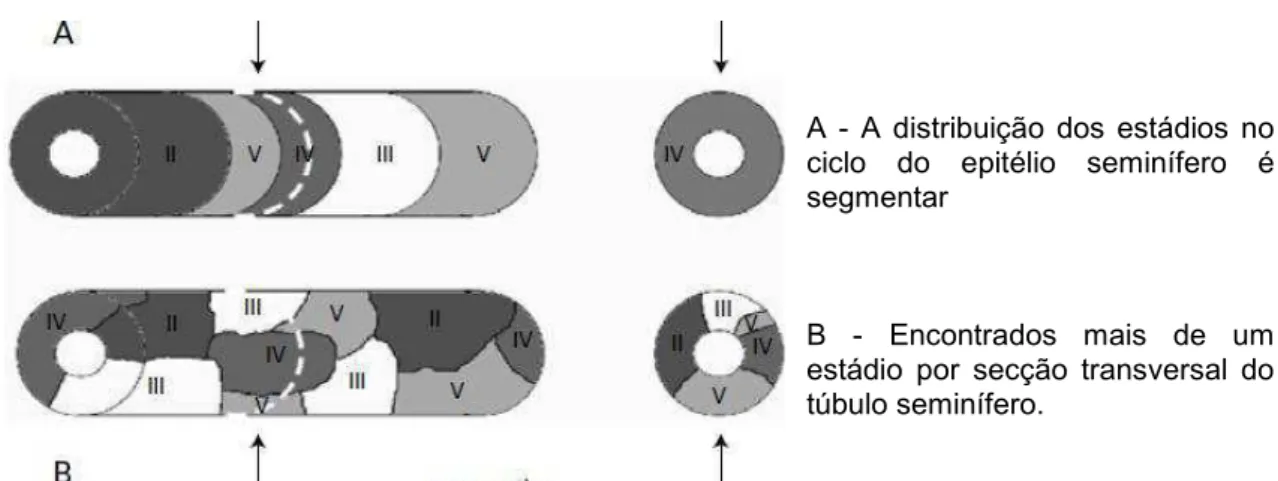 Figura 3. Diferenças no arranjo topográfico das etapas de espermatogênese.   Fonte: Modificado a partir de ROSS (1985) e WEINBAUER  et al