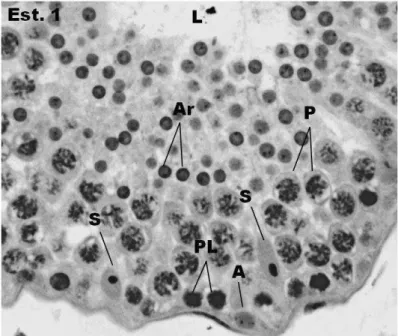 Figura  6.  Secção  transversal  de  túbulos  seminíferos  de  sagui  híbrido  no  estádio  1  do  epitélio  seminífero  classificado  de  acordo  com  o  método  da  morfologia  tubular