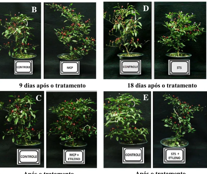 Figura 12 -  Abscisão foliar em plantas da variedade ‘MG 302’ no estádio de comercialização, após a aplicação dos tratamentos