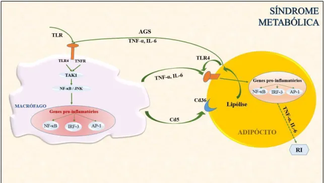 Figura  1.  Interações  de  componentes  moleculares  e  o  tecido  adiposo  na  síndrome 