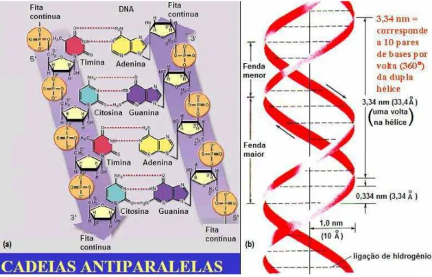 Figura 2.6 Esquema da dupla hélice. Em (a) são mostradas as direções das fitas da cadeia