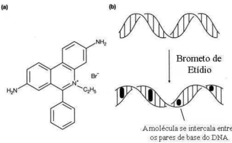 Figura 2.9: a) Estrutura química da molécula de Brometo de Etídio b) Modificação da conformação da molécula de DNA  devido ao processo de intercalação do EtBr