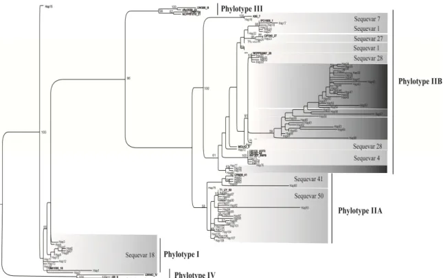 Figure 2.Phylogenetic tree reconstructed using egl sequences with the PAUP  program.