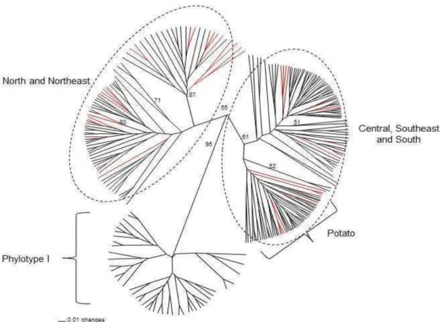 Figure 3.Dendrogram of R. solanacearum generated using the UPGMA  clustering method and Nei’s genetic distances
