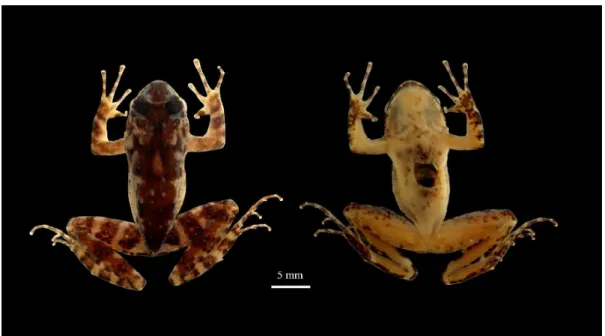 Figura 2: Vista dorsal (A) e ventral (B) de um macho adulto de Thoropa lutzi  (MZUSP  86581);  vista  dorsal  (C)  e  ventral  (D)  de  um  macho  adulto  de  Thoropa “sapecada” sp