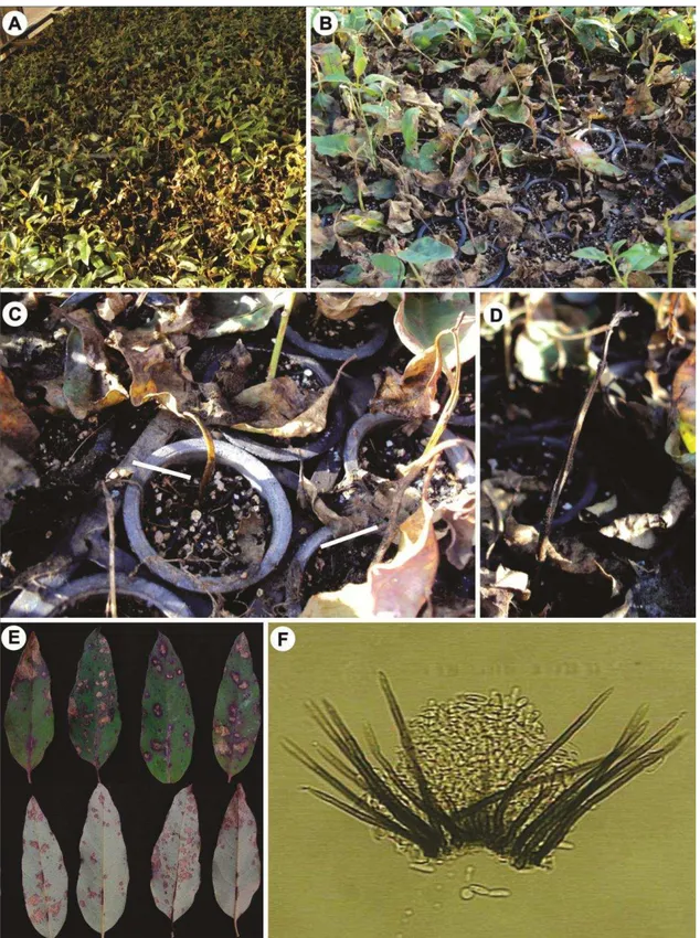 Figure  2. Anthracnose  on  urograndis  eucalyptus  seedlings  in  nursery  stock,  caused  by  Colletotrichum  theobromicola