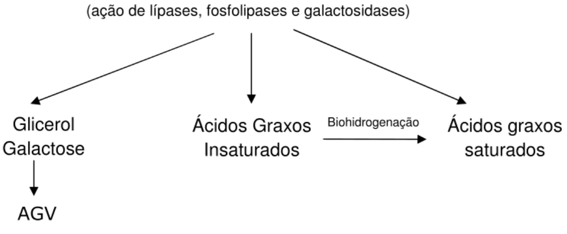 Figura 3 - Esquema geral da degradação dos lipídeos pelas bactérias ruminais. 