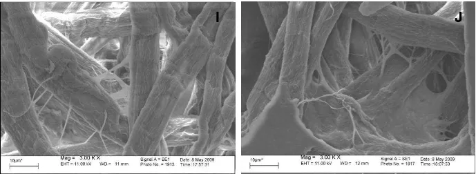 Figure 4: SEM images of the Reference at pH 12: A and B; BXL addition: pH 10  – C, pH 12 – D, pH 
