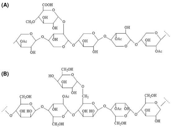 Figura  4.  Estrutura  química  parcial  das  hemiceluloses:  A)  O-acetil-4-O- O-acetil-4-O-metilglicuronoxilana;  B)  O-acetil-galactoglicomanana  (MARCELO,  2007)