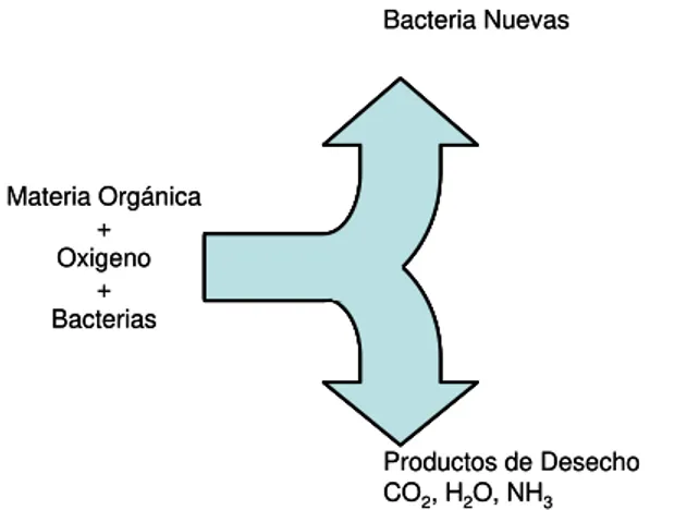 Figura 3: Metabolismos de materia orgánica (Montoya). 