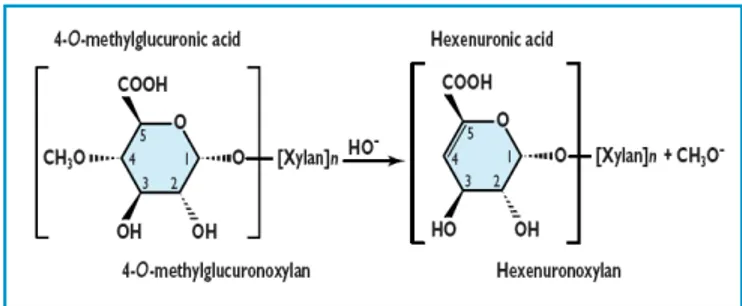 Figura 4: Demetilación del ácido 4-O-metilglucurónico, (Fuente ZHI-HUA, 2000) 