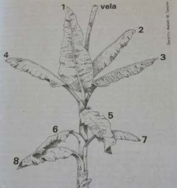 Figura 1: Ontogenia Foliar da bananeira e a distribuição das folhas na copa 