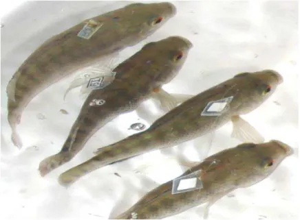 Figura 02 – Alevinos identificados de tilápia do Nilo (Oreochromis 
