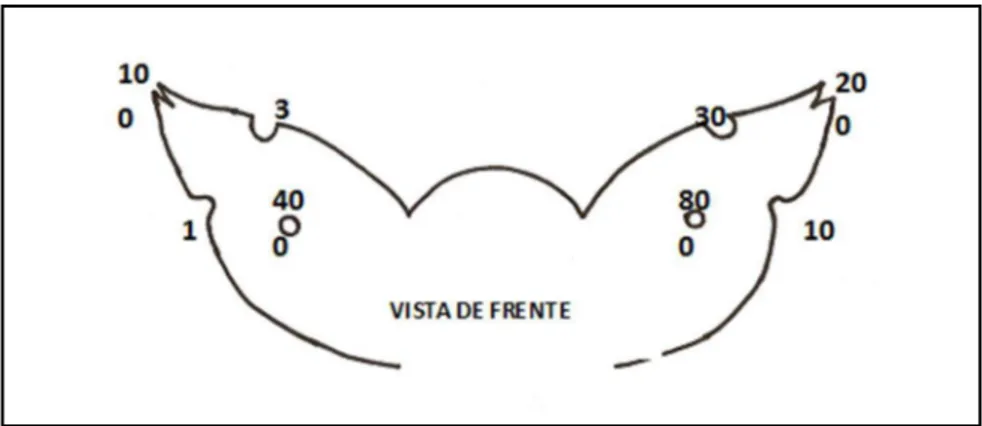 Figura 6: Esquema de assinalamento de suínos, segundo o Sistema Brasileiro de Identiicação de  Suínos.