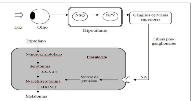 Figura 01: Principais mecanismos envolvidos na síntese de melatonina.