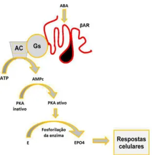 Figura  1: Modo  de  ação  dos  agonistas  beta-adrenérgicos.  Onde:  ABA:  agonista  beta-adrenérgico, 