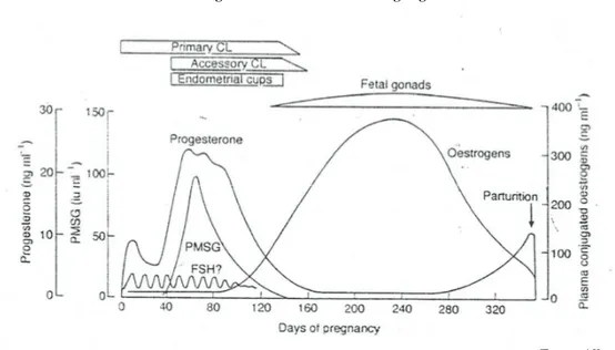 Fig. 9 - Eventos endócrinos na égua gestante 