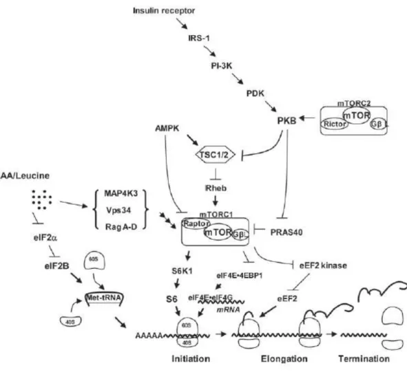 Figura  4  –  Modelo  do  mecanismo  pelo  qual  insulina  e  leucina  /AA  regulam  a  tradução  do  RNAm  no  citosol  de  células  eucarióticas