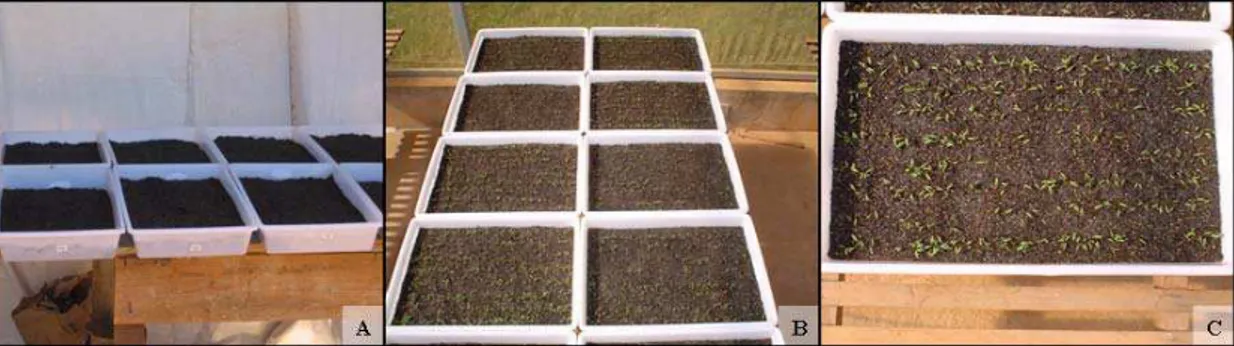 Figura 4 – A)  Preparo  de  bandejas  com  substrato orgânico comercial para recebimento das sementes e B) e C) Plântulas após a germinação, mantidas sob irrigação até o transplantio.