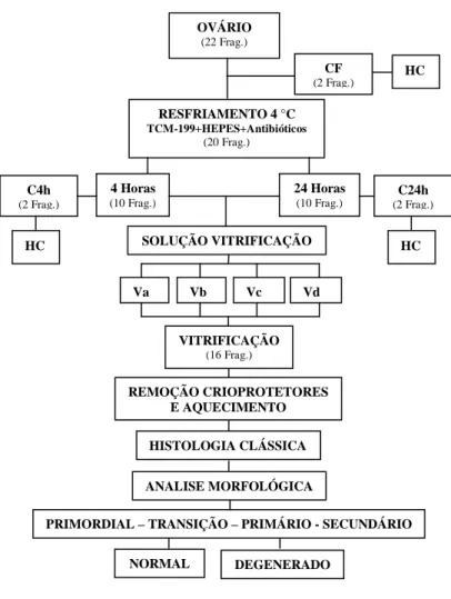 Figura 5. Representação esquemática da análise morfológica de folículos pré-antrais  inclusos no tecido ovariano bovino
