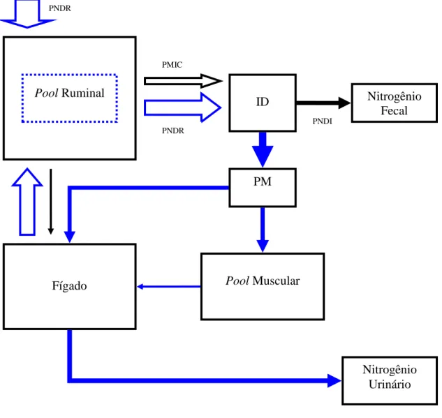 Figura  5  -  Fluxograma  simplificado  das  rotas  teóricas  dos  compostos  nitrogenados  em  animais  alimentados  com  forragem  de  baixa  suplementados  com  compostos  nitrogenados  não degradáveis  no rúmen, mas digeríveis  no intestino (PMIC =  pr