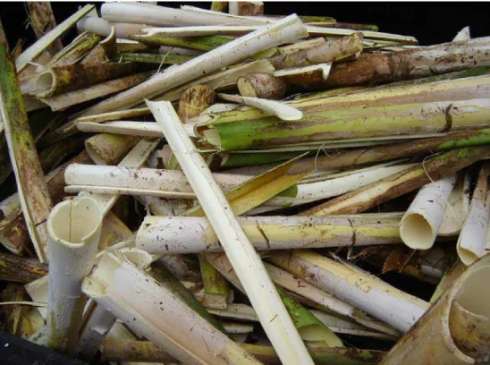 FIGURA 6: Resíduo da produção de palmito pupunha (Bainha foliar) 