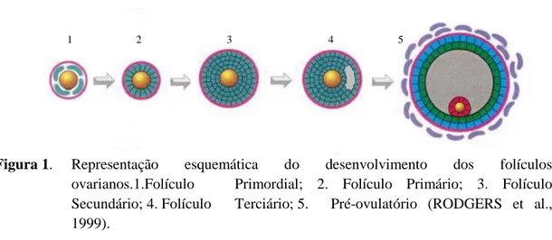 Figura 1.  Representação  esquemática  do  desenvolvimento  dos  folículos  ovarianos.1.Folículo   Primordial;  2