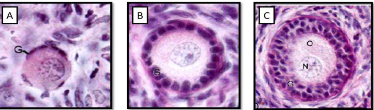 Figura 3.  Corte  de  fragmento  ovariano  corado  pelo  Ácido  Periódico-Schiff  Hematoxilina  mostrando  classificação  de  FOPA