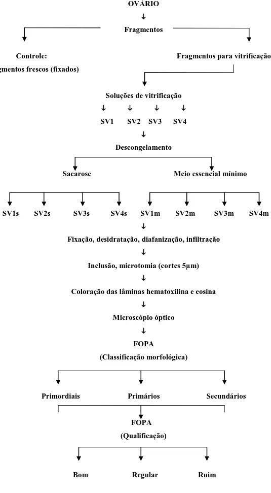 Figura 5. Processo histológico de folículos ovarianos pré-antrais em tecido de fêmeas bovinas