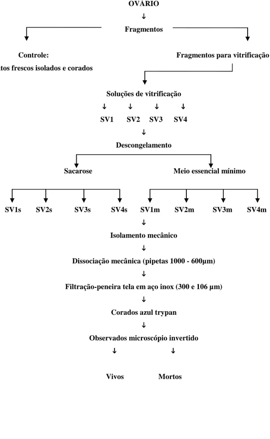 Figura 6. Processo de isolamento mecânico pós-vitrificação de folículos ovarianos pré-antrais