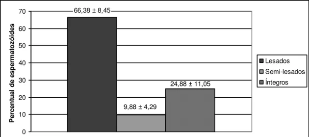Figura 6  – Porcentagem de espermatozóides lesados, semi-lesados e intactos no  teste de fluorescência do sêmen descongelado