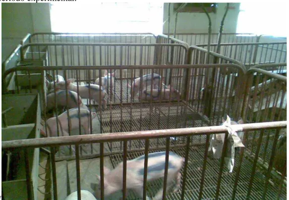 Figura 1: Vista parcial da gaiola utilizada para a acomodação dos animais durante o 