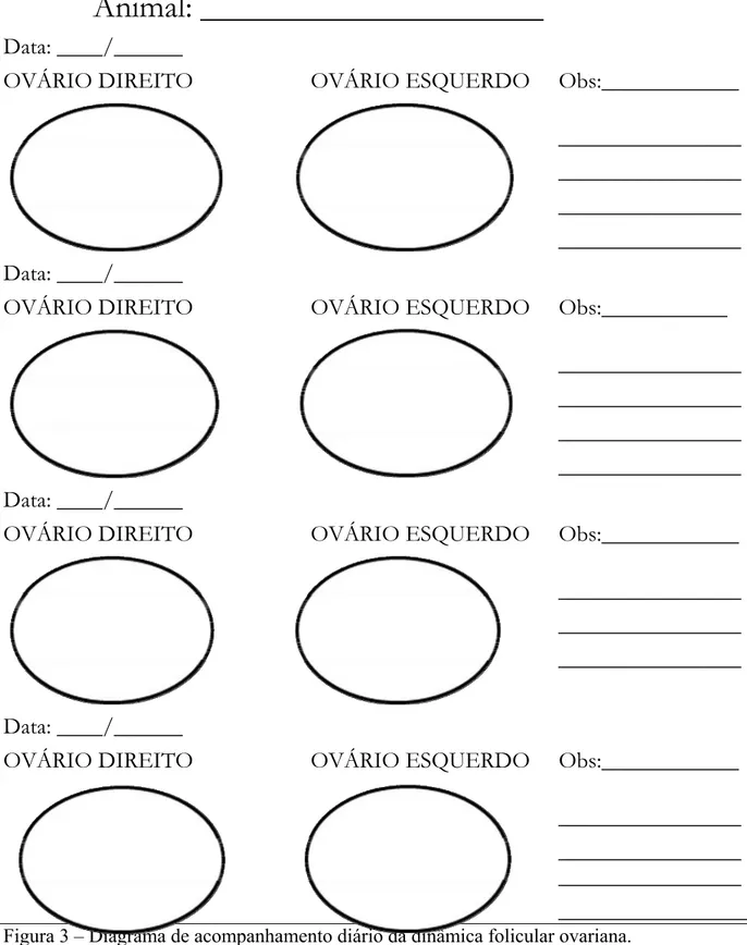 Figura 3 – Diagrama de acompanhamento diário da dinâmica folicular ovariana. 