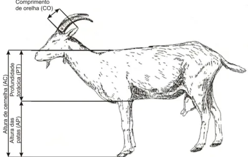 Figura 1. Medidas biométricas coletadas nas cabras em estudo.  