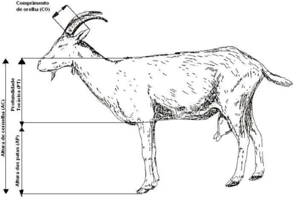 Figura 1. Medidas biométricas coletadas nas cabras em estudo. Fonte: Traduzido  de Lauvergne et al