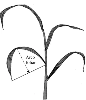 Figura 1. Esquema ilustrativo da como foram obtidas as medidas do arco  foliar das plantas