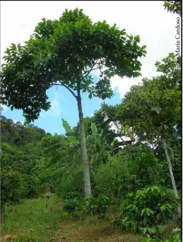 Foto 2: Sistema agroflorestal em Divino/MG, combinando cultura principal (café), espécies  frutíferas, arbóreas e espontâneas,  característico da experimentação participativa  desenvolvida na Zona da Mata mineira